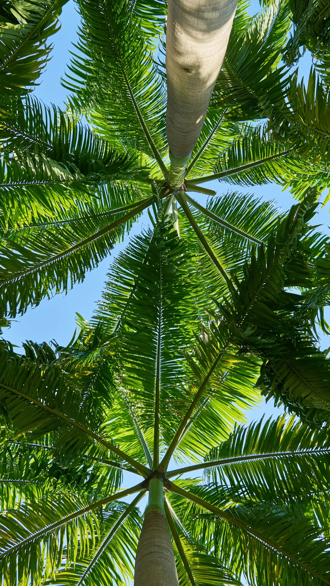 Palme